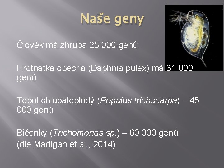 Naše geny Člověk má zhruba 25 000 genů Hrotnatka obecná (Daphnia pulex) má 31