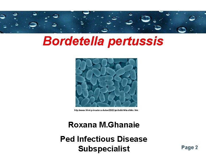Powerpoint Templates Bordetella pertussis http: //www. hhmi. princeton. edu/sw/2002/psidelsk/Microlinks. htm Roxana M. Ghanaie Ped