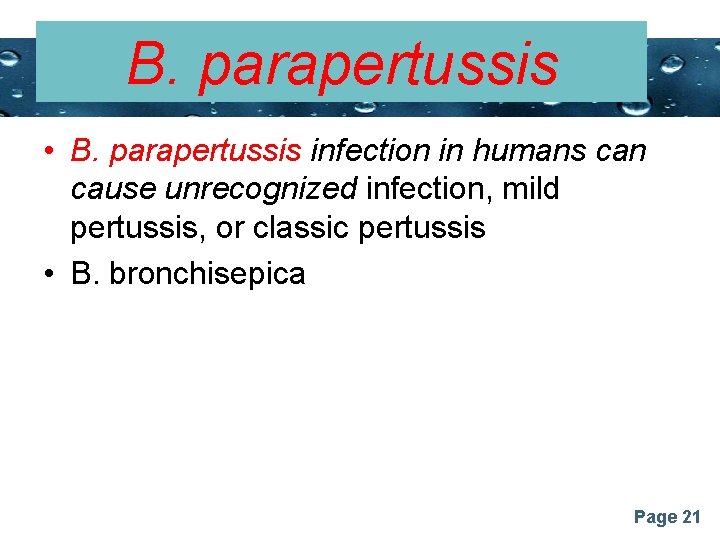 B. parapertussis Powerpoint Templates • B. parapertussis infection in humans can cause unrecognized infection,