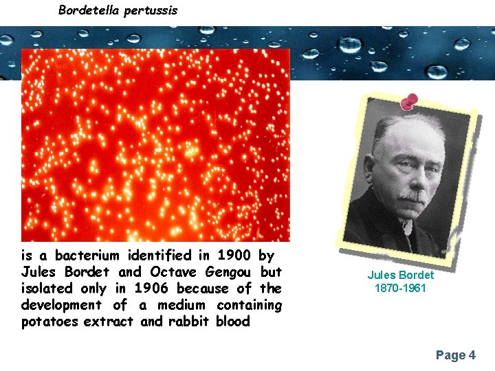 Bordetella pertussis Powerpoint Templates is a bacterium identified in 1900 by Jules Bordet and