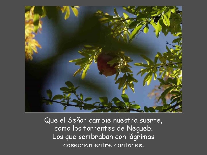 Que el Señor cambie nuestra suerte, como los torrentes de Negueb. Los que sembraban