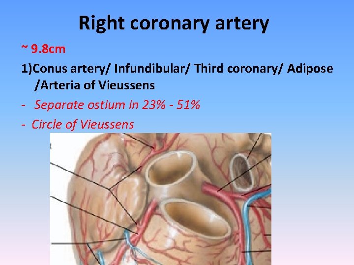 Right coronary artery ~ 9. 8 cm 1)Conus artery/ Infundibular/ Third coronary/ Adipose /Arteria