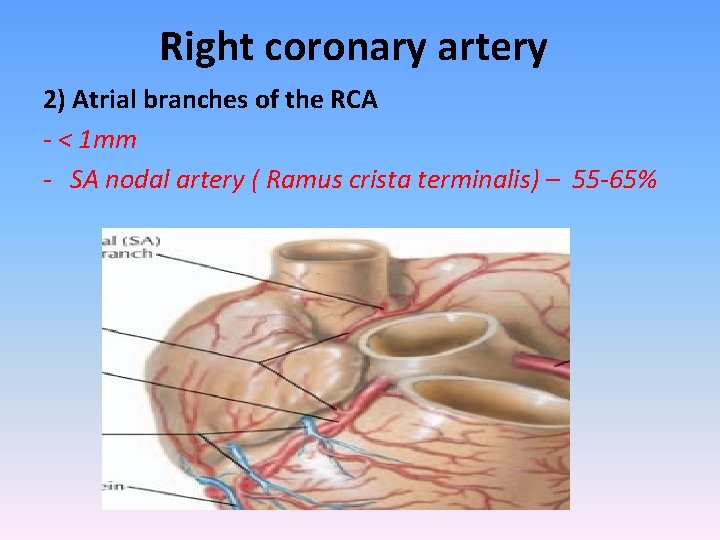 Right coronary artery 2) Atrial branches of the RCA - < 1 mm -