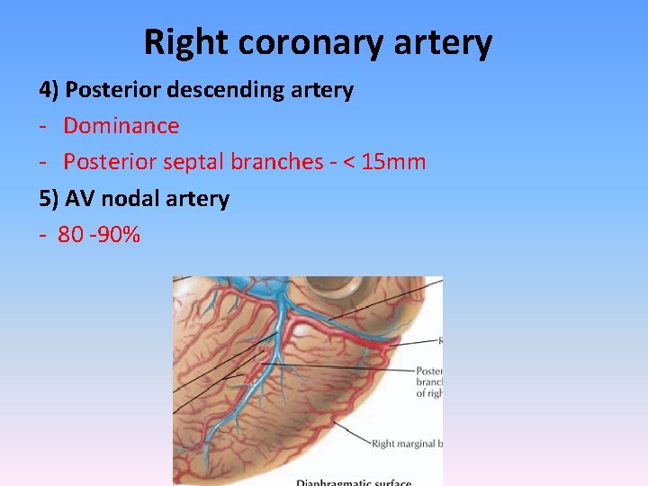 Right coronary artery 4) Posterior descending artery - Dominance - Posterior septal branches -