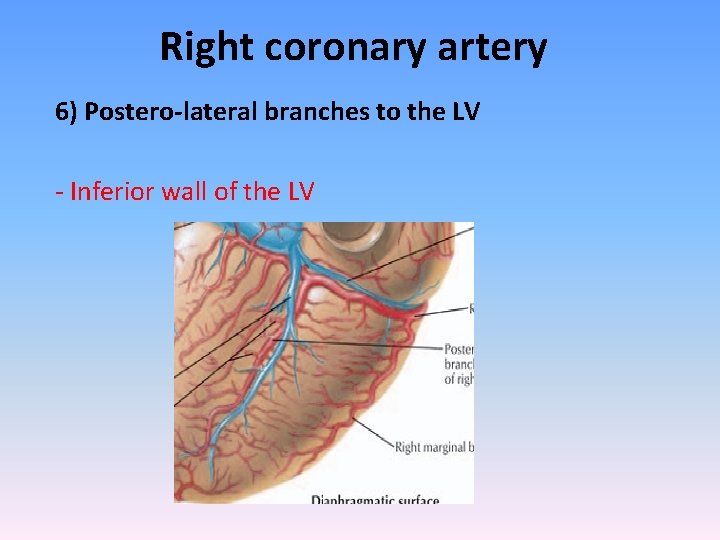 Right coronary artery 6) Postero-lateral branches to the LV - Inferior wall of the