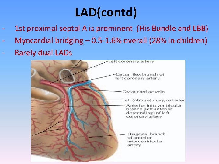 LAD(contd) - 1 st proximal septal A is prominent (His Bundle and LBB) Myocardial
