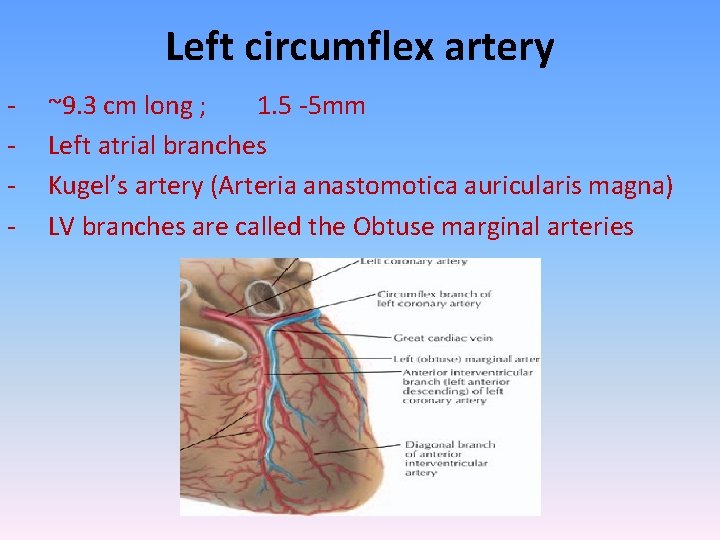 Left circumflex artery - ~9. 3 cm long ; 1. 5 -5 mm Left