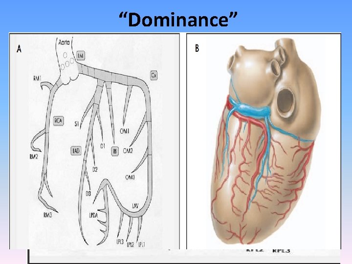 “Dominance” • A misnomer • giving rise to PDA, at least 1 PLV &