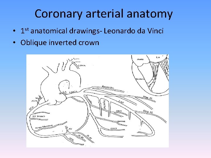 Coronary arterial anatomy • 1 st anatomical drawings- Leonardo da Vinci • Oblique inverted