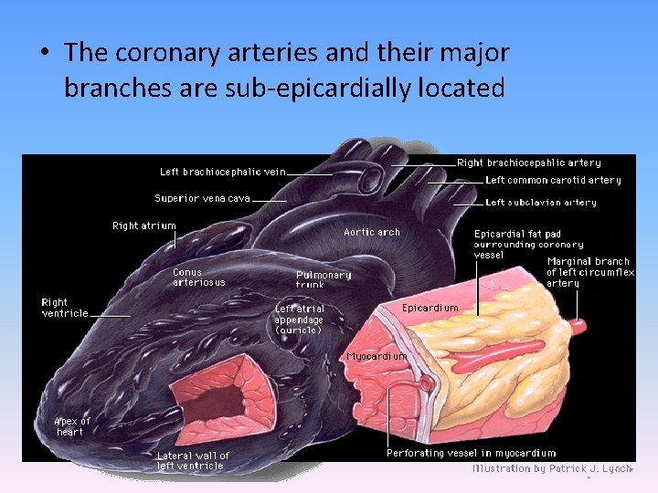  • The coronary arteries and their major branches are sub-epicardially located 