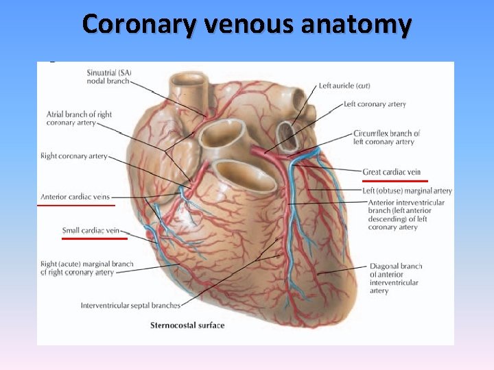 Coronary venous anatomy 