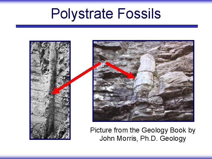 Polystrate Fossils Picture from the Geology Book by John Morris, Ph. D. Geology 