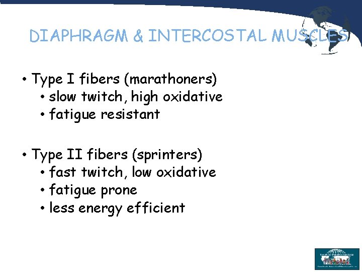 DIAPHRAGM & INTERCOSTAL MUSCLES • Type I fibers (marathoners) • slow twitch, high oxidative