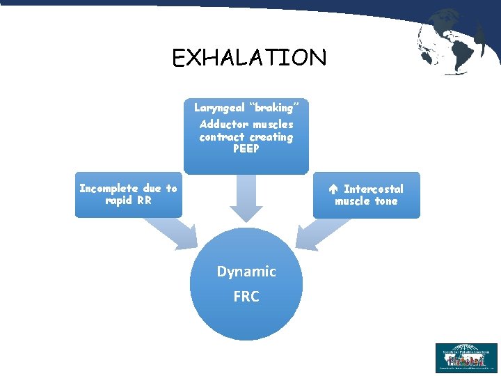 EXHALATION Laryngeal “braking” Adductor muscles contract creating PEEP Incomplete due to rapid RR Intercostal