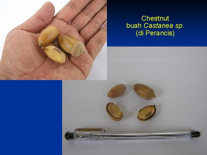 Chestnut buah Castanea sp. (di Perancis) 