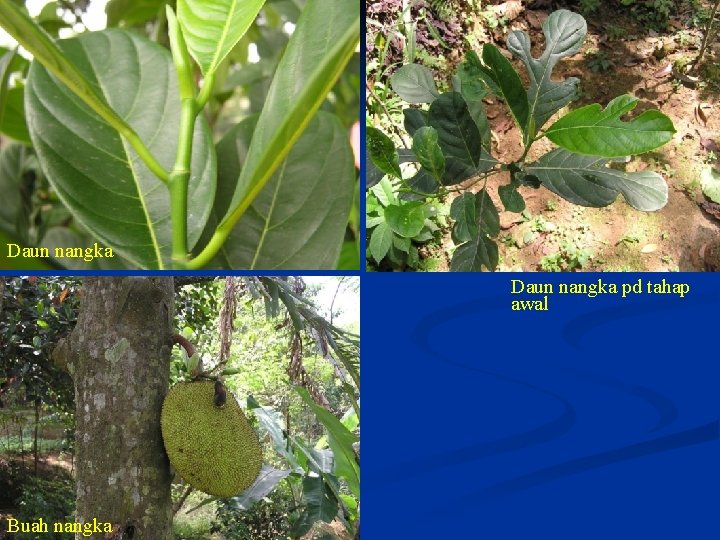 Daun nangka pd tahap awal Buah nangka 