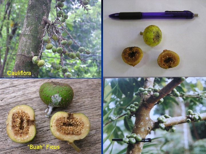 Cauliflora “Buah” Ficus 