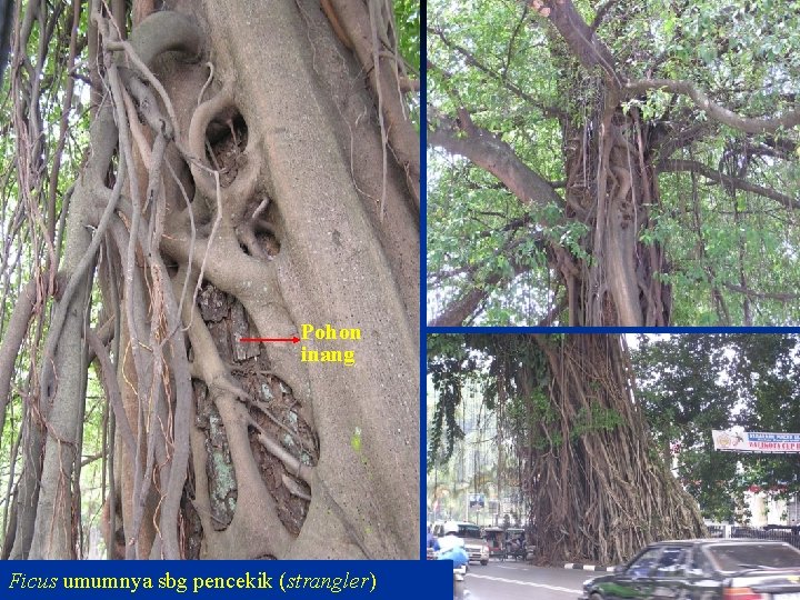 Pohon inang Ficus umumnya sbg pencekik (strangler) 