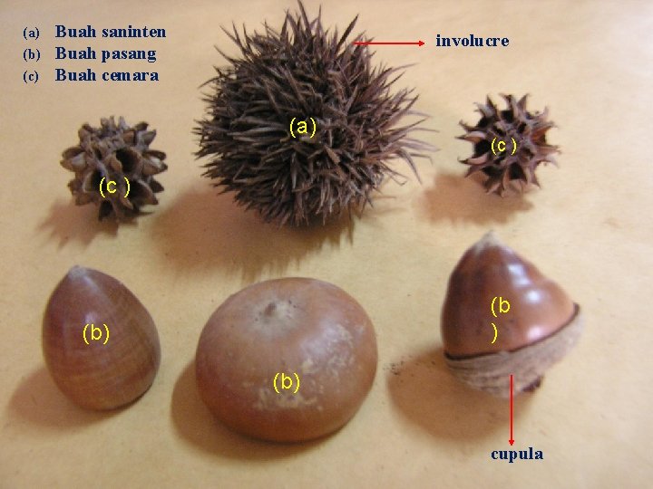 (a) (b) (c) Buah saninten Buah pasang Buah cemara involucre (a) (c ) (b)