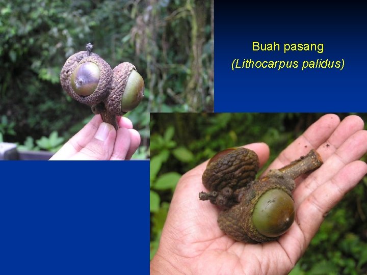 Buah pasang (Lithocarpus palidus) 