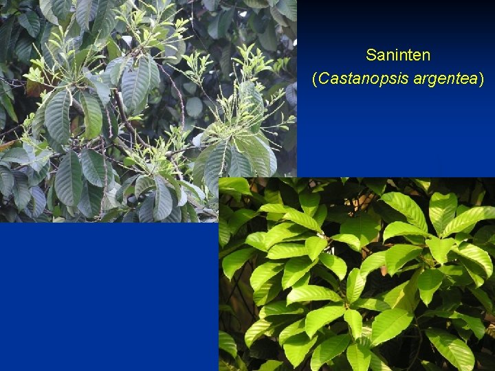 Saninten (Castanopsis argentea) 
