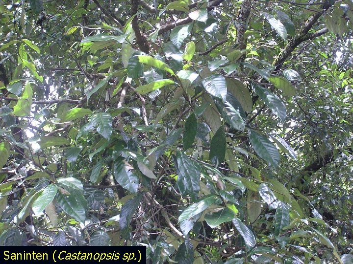 Saninten (Castanopsis sp. ) 