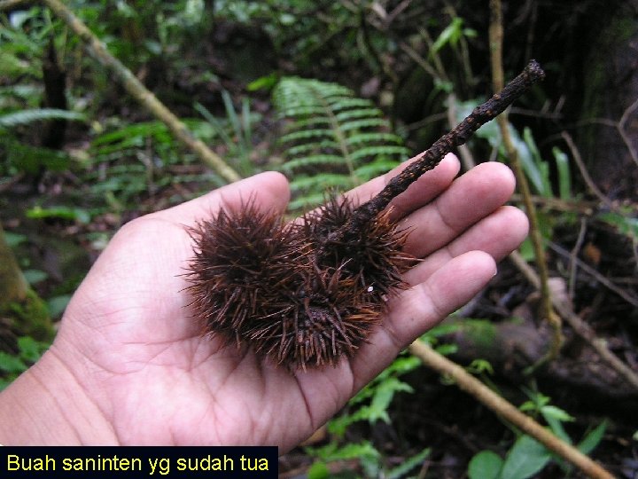 Buah saninten yg sudah tua 