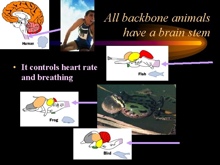 All backbone animals have a brain stem • It controls heart rate and breathing