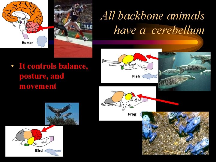 All backbone animals have a cerebellum • It controls balance, posture, and movement 