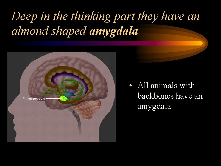 Deep in the thinking part they have an almond shaped amygdala • All animals