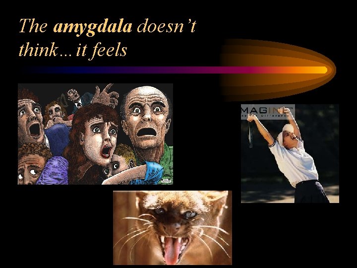 The amygdala doesn’t think…it feels 