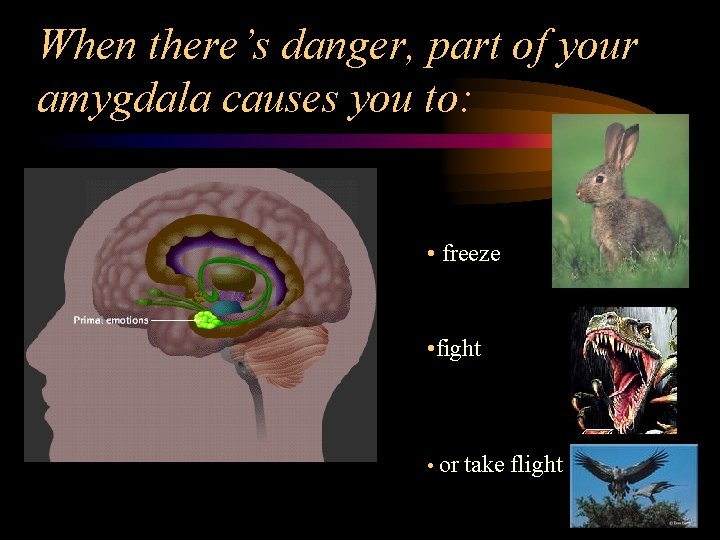 When there’s danger, part of your amygdala causes you to: • freeze • fight