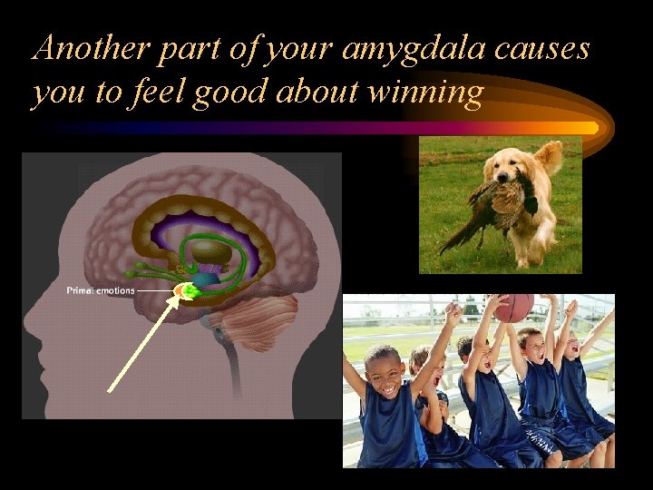 Another part of your amygdala causes you to feel good about winning 