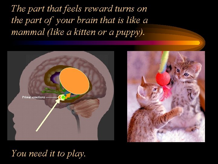The part that feels reward turns on the part of your brain that is