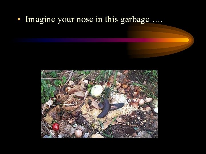  • Imagine your nose in this garbage …. 