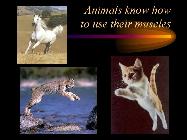 Animals know how to use their muscles 