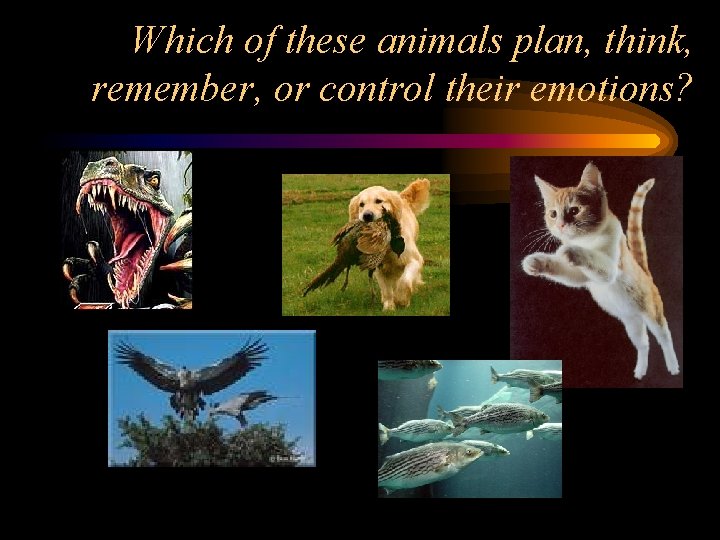 Which of these animals plan, think, remember, or control their emotions? 
