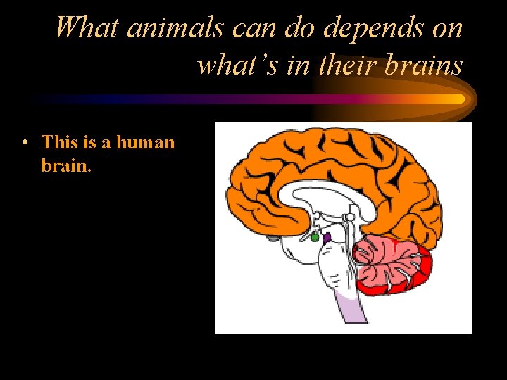 What animals can do depends on what’s in their brains • This is a