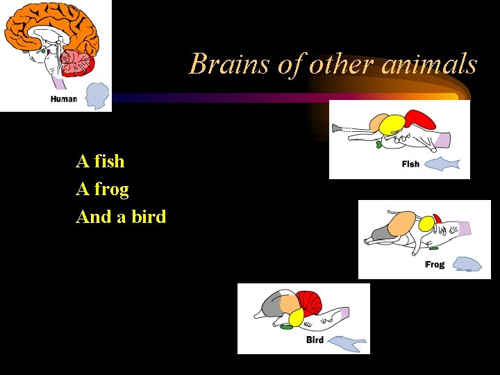 Brains of other animals A fish A frog And a bird 