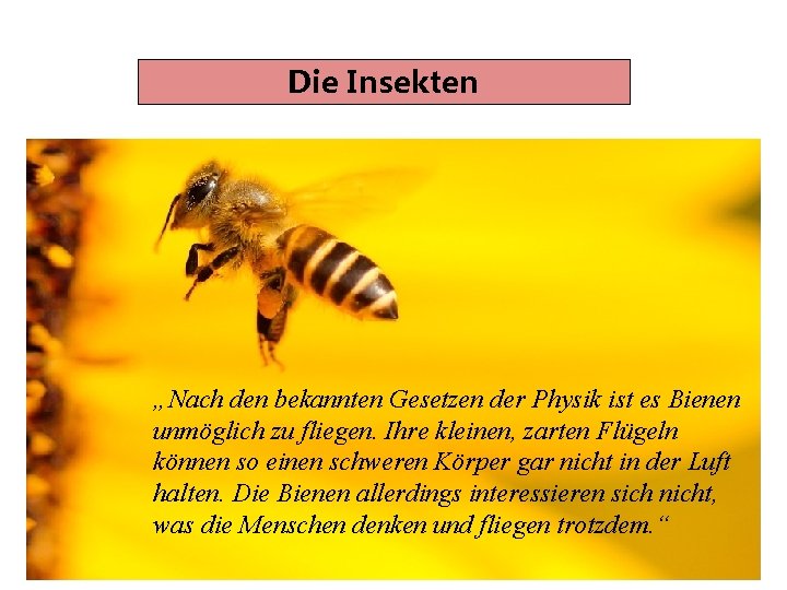 Die Insekten „Nach den bekannten Gesetzen der Physik ist es Bienen unmöglich zu fliegen.