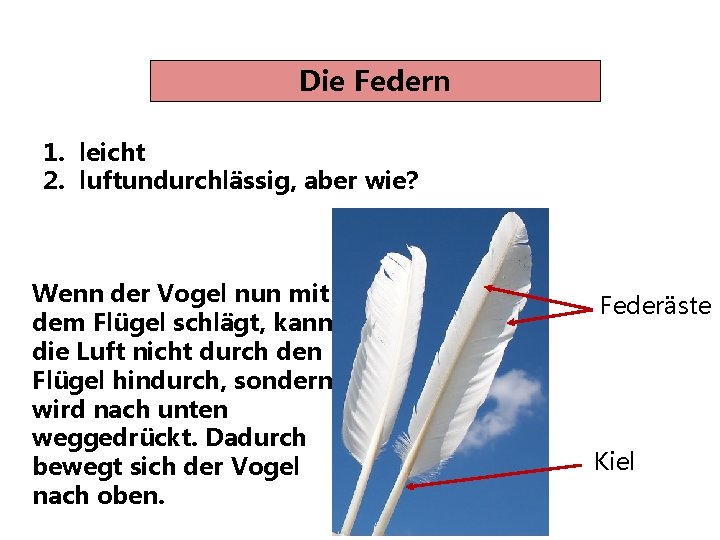 Die Federn 1. leicht 2. luftundurchlässig, aber wie? Wenn der Vogel nun mit dem