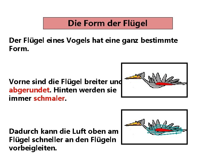 Die Form der Flügel Der Flügel eines Vogels hat eine ganz bestimmte Form. Vorne