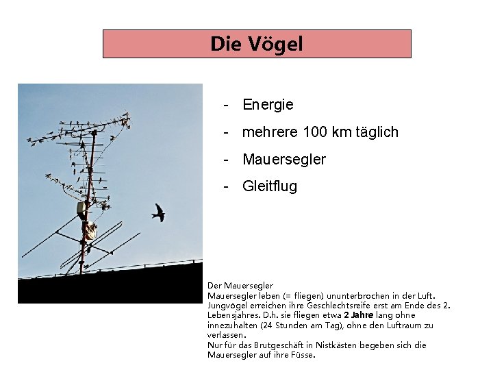 Die Vögel - Energie - mehrere 100 km täglich - Mauersegler - Gleitflug Der