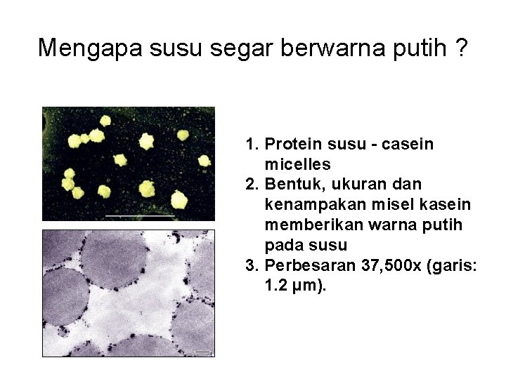 Mengapa susu segar berwarna putih ? 1. Protein susu - casein micelles 2. Bentuk,
