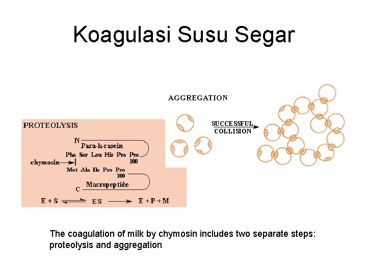 Koagulasi Susu Segar The coagulation of milk by chymosin includes two separate steps: proteolysis