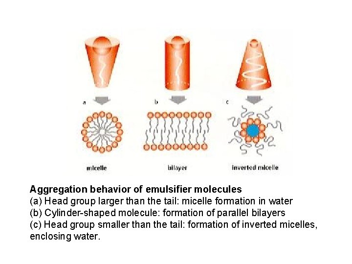 Aggregation behavior of emulsifier molecules (a) Head group larger than the tail: micelle formation