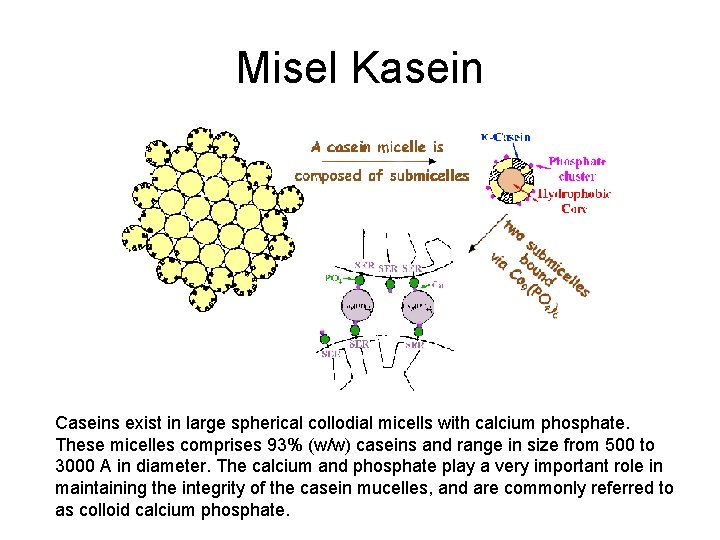 Misel Kasein Caseins exist in large spherical collodial micells with calcium phosphate. These micelles