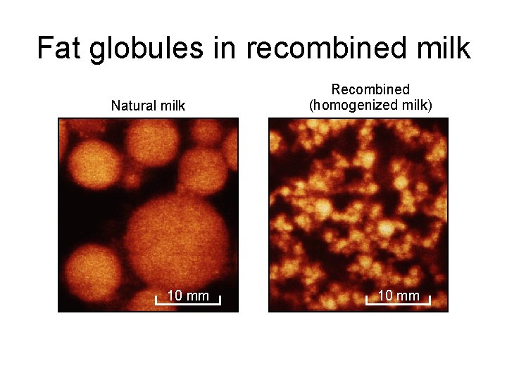 Fat globules in recombined milk Natural milk 10 mm Recombined (homogenized milk) 10 mm
