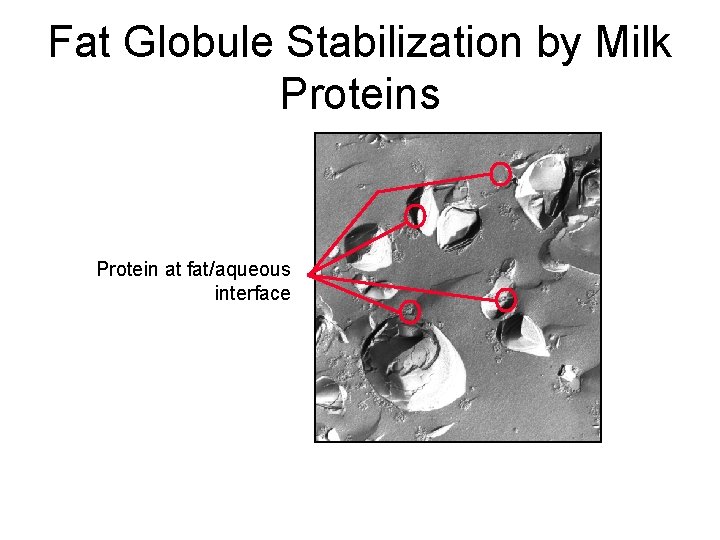 Fat Globule Stabilization by Milk Proteins Protein at fat/aqueous interface 