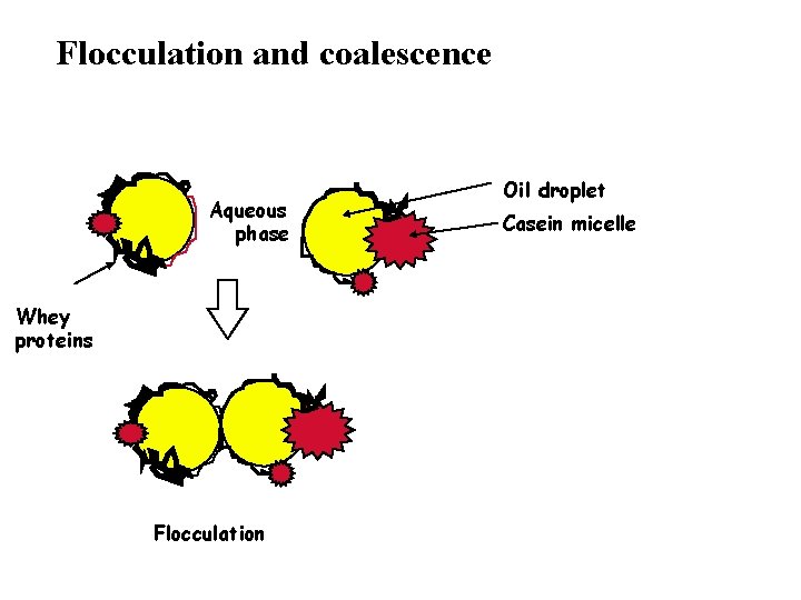 Flocculation and coalescence Aqueous phase Whey proteins Flocculation Oil droplet Casein micelle 